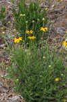 Missouri orange coneflower